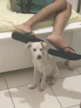 Lupinho