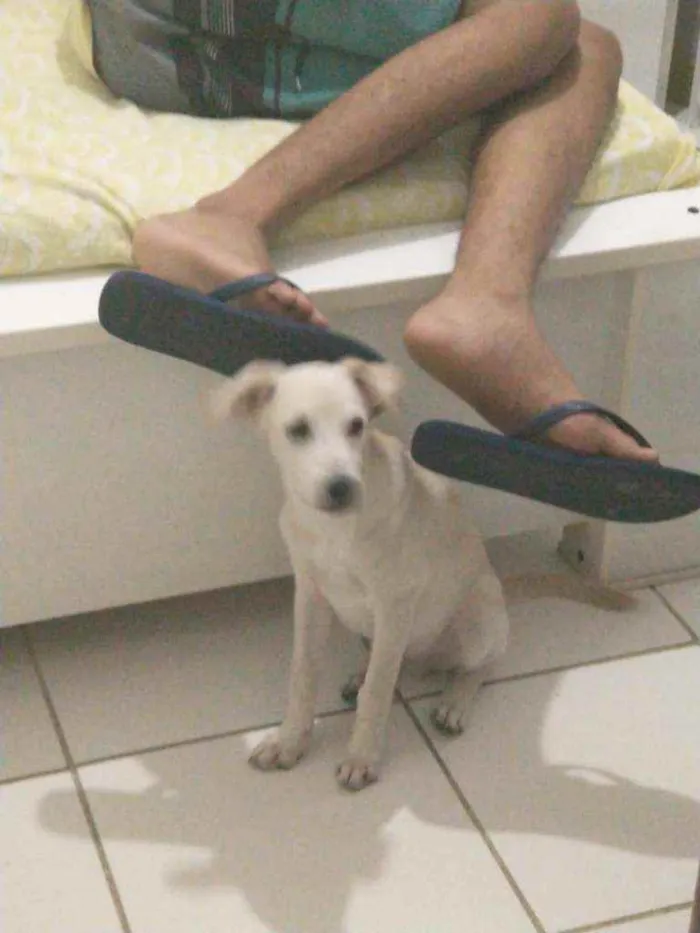 Cachorro ra a Vira -lata idade 7 a 11 meses nome Lupinho