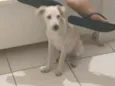 Lupinho