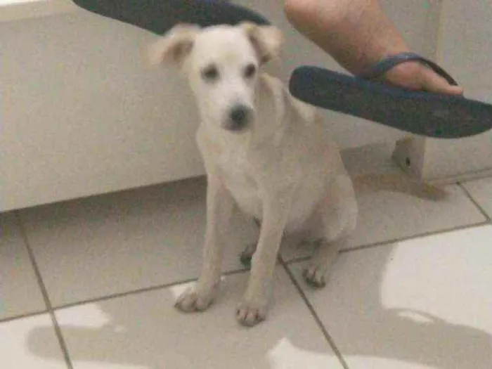 Cachorro ra a Vira -lata idade 7 a 11 meses nome Lupinho