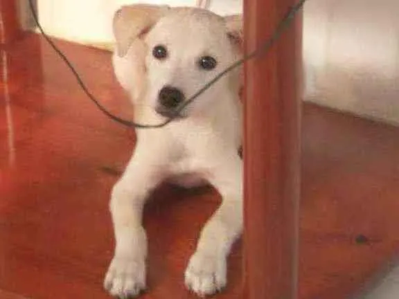 Cachorro ra a Vira -lata idade 7 a 11 meses nome Lupinho