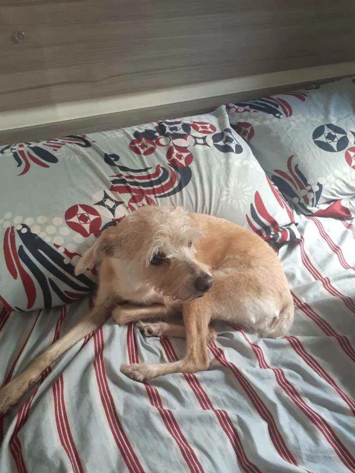 Cachorro ra a Vira lata  idade 6 ou mais anos nome Maya