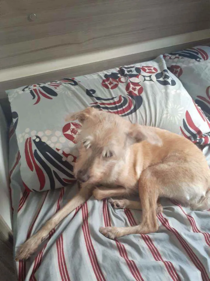 Cachorro ra a Vira lata  idade 6 ou mais anos nome Maya