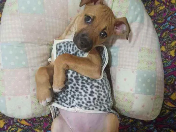 Cachorro raça Srd idade 2 a 6 meses nome Joana