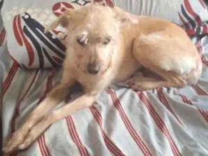 Cachorro raça Vira lata  idade 6 ou mais anos nome Maya