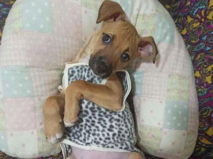 Cachorro raça Srd idade 2 a 6 meses nome Joana