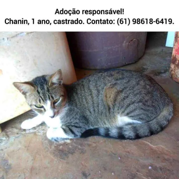 Gato ra a S.R.D. idade 1 ano nome Chanin