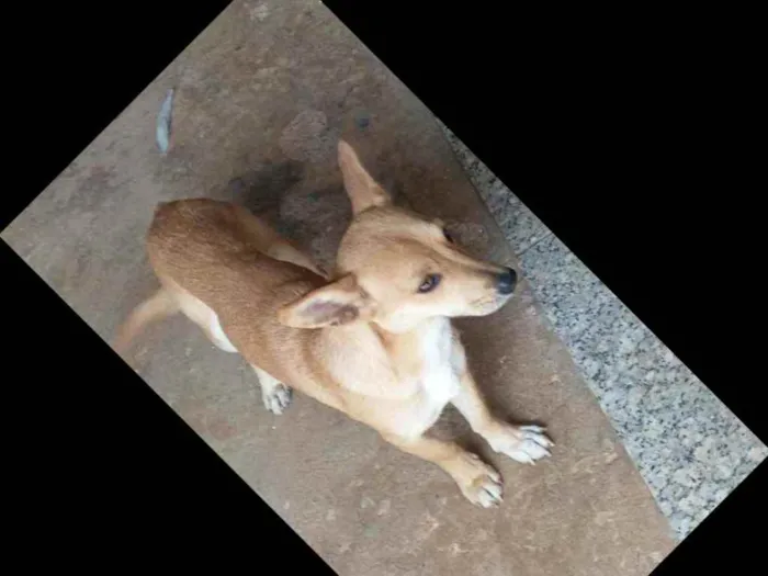 Cachorro ra a Indefinida idade 2 anos nome Mel