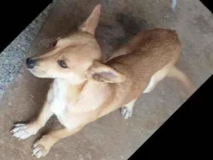 Cachorro raça Indefinida idade 2 anos nome Mel