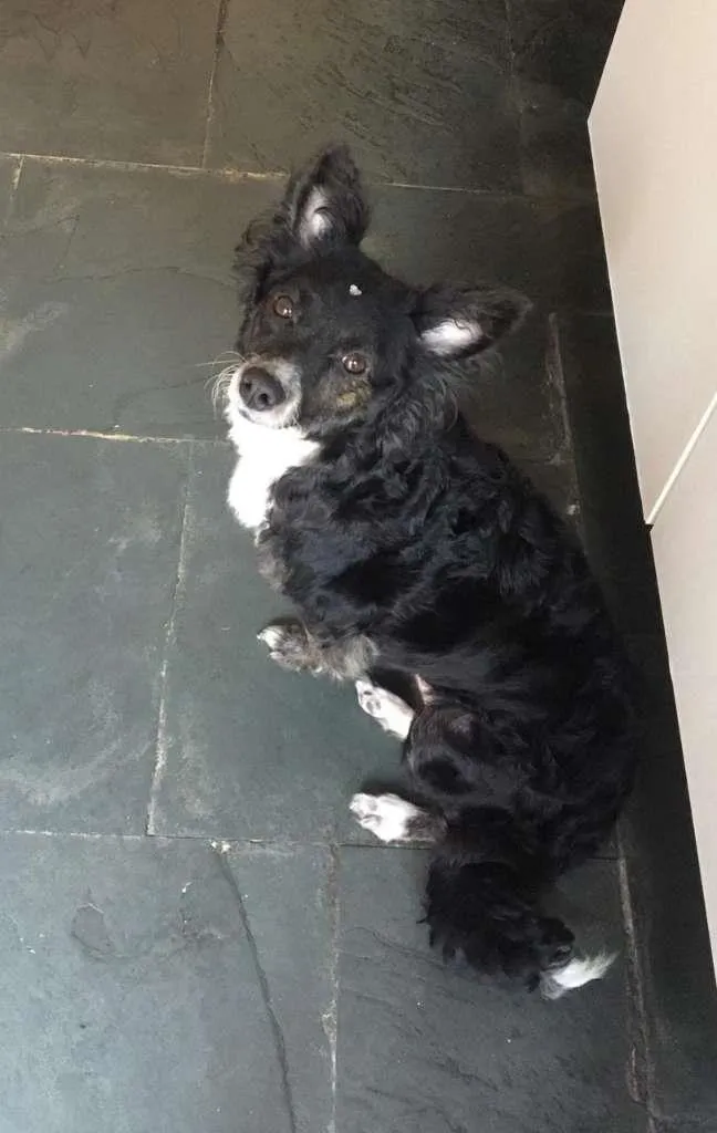 Cachorro raça SRD-ViraLata idade 4 anos nome Eva