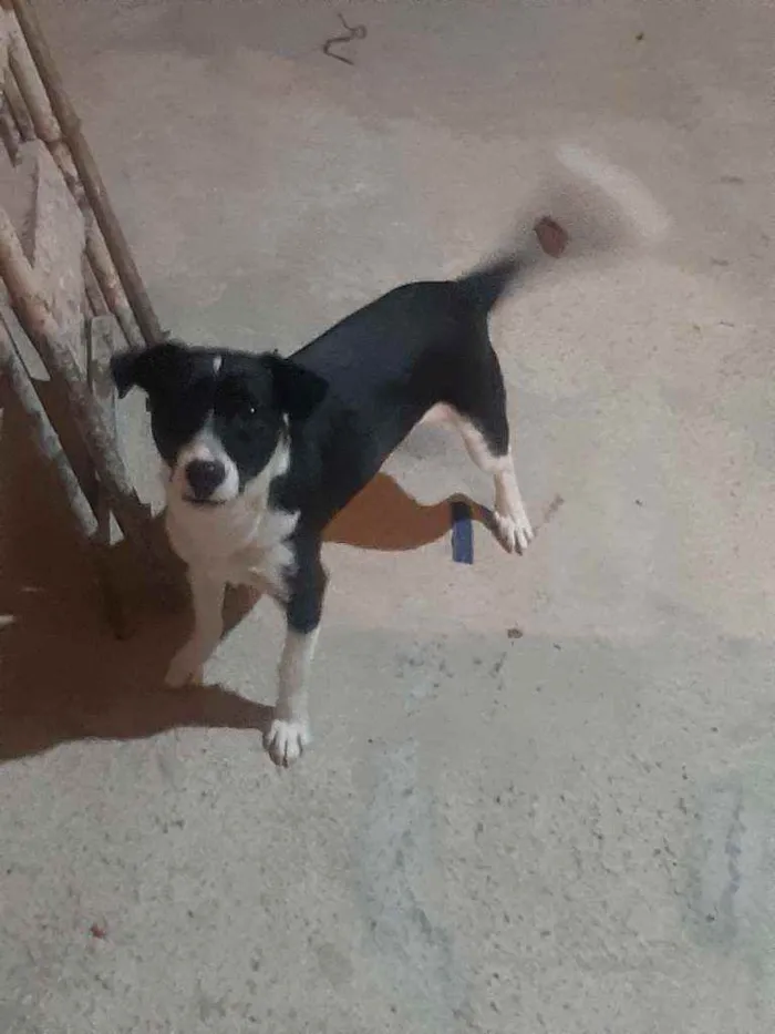 Cachorro ra a Não definida  idade 7 a 11 meses nome Zuma