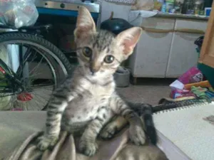 Gato raça Srd idade Abaixo de 2 meses nome Milk