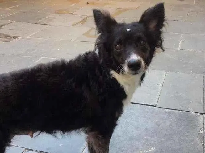 Cachorro raça SRD-ViraLata idade 4 anos nome Eva