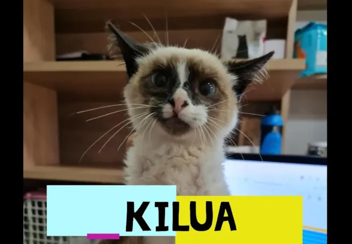 Gato ra a SRD-ViraLata idade 2 a 6 meses nome KILUA