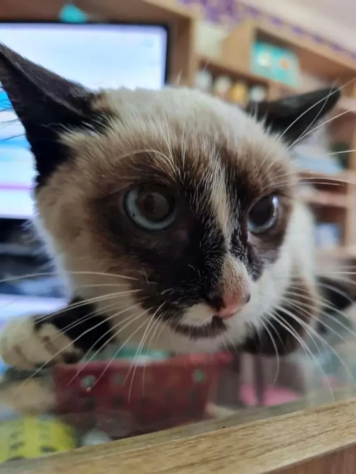 Gato ra a SRD-ViraLata idade 2 a 6 meses nome KILUA