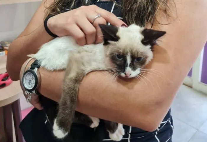 Gato ra a SRD-ViraLata idade 2 a 6 meses nome KILUA