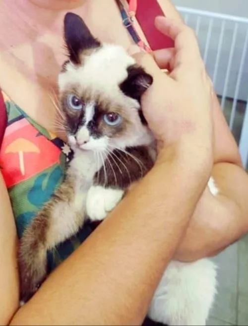 Gato ra a SRD-ViraLata idade 2 a 6 meses nome KILUA