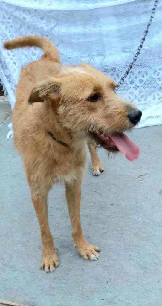 Cachorro raça SRD idade 2 anos nome Cremosa