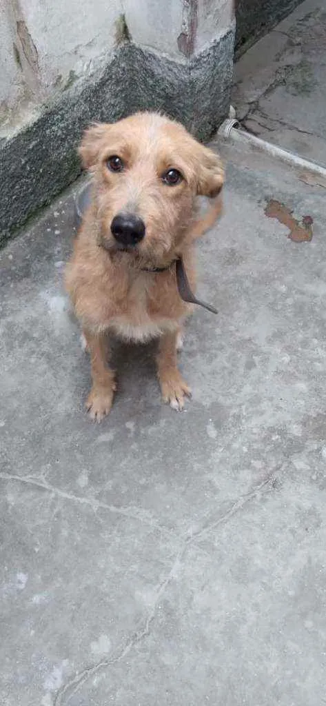 Cachorro raça SRD idade 2 anos nome Cremosa