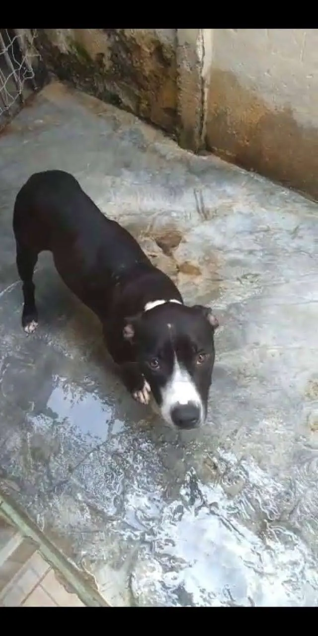 Cachorro ra a Pitbull idade 2 anos nome Lorena