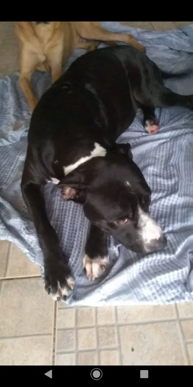 Cachorro ra a Pitbull idade 2 anos nome Lorena