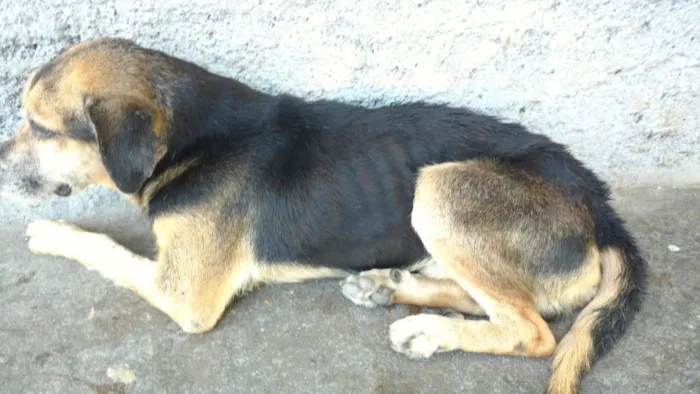 Cachorro ra a SRD idade 6 ou mais anos nome Gandhi