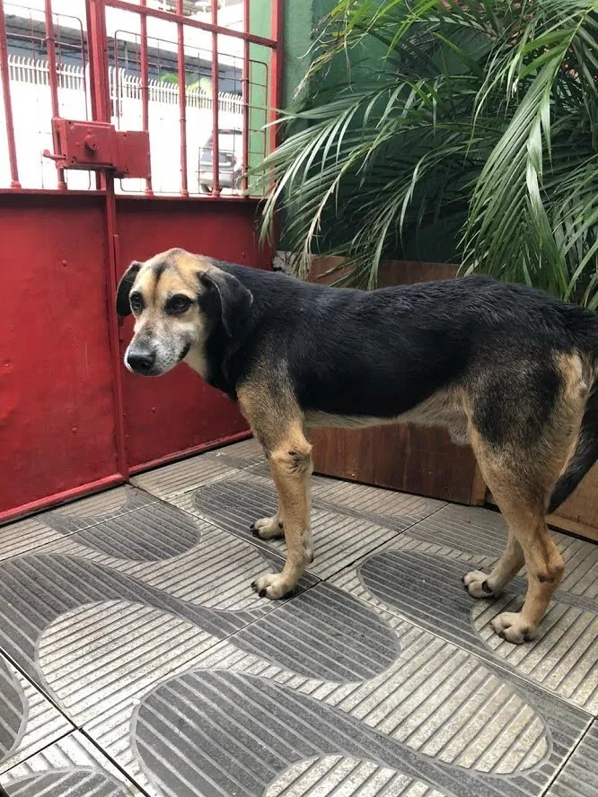 Cachorro ra a SRD idade 6 ou mais anos nome Gandhi