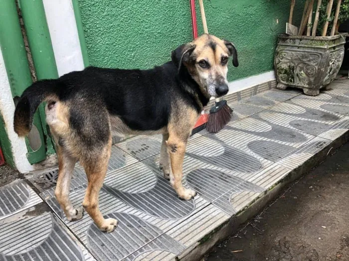 Cachorro ra a SRD idade 6 ou mais anos nome Gandhi