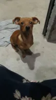 Geleia