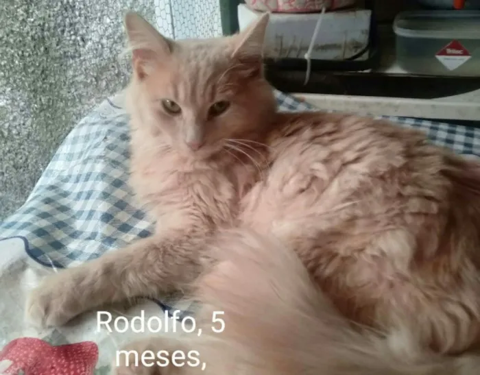 Gato ra a SRD idade 2 a 6 meses nome Rodolfo