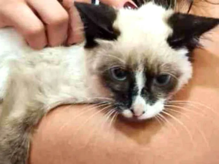 Gato ra a SRD-ViraLata idade 2 a 6 meses nome KILUA