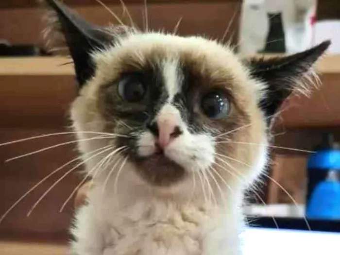Gato ra a SRD-ViraLata idade 2 a 6 meses nome KILUA
