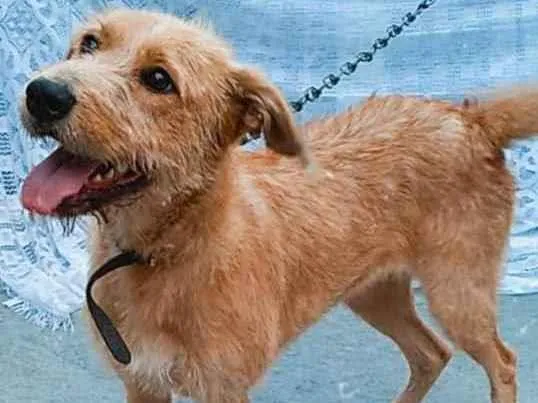 Cachorro raça SRD idade 2 anos nome Cremosa