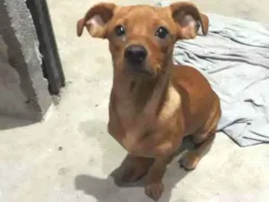 Cachorro raça SRD idade 2 a 6 meses nome Geleia