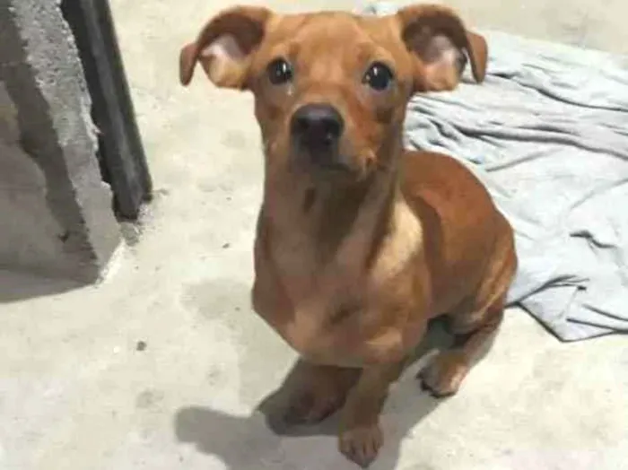 Cachorro ra a SRD idade 2 a 6 meses nome Geleia