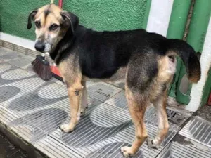 Cachorro raça SRD idade 6 ou mais anos nome Gandhi