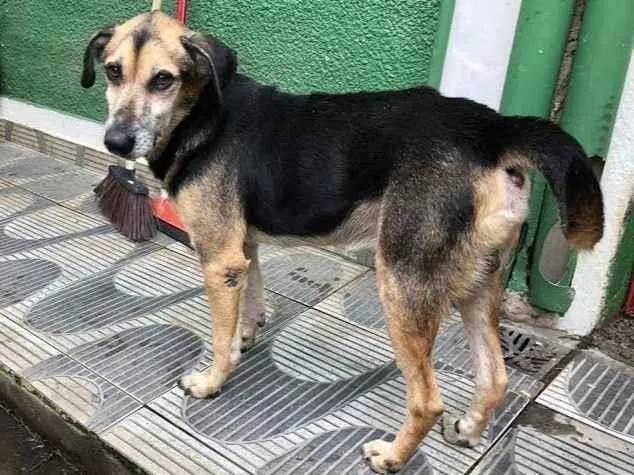 Cachorro ra a SRD idade 6 ou mais anos nome Gandhi