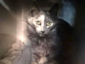 Gato raça SRD idade 2 a 6 meses nome Juliette