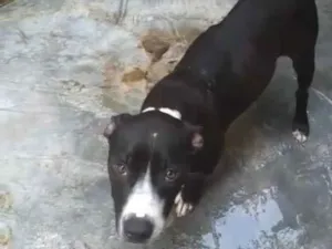 Cachorro raça Pitbull idade 2 anos nome Lorena