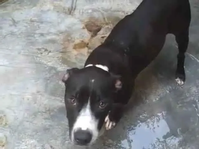 Cachorro ra a Pitbull idade 2 anos nome Lorena