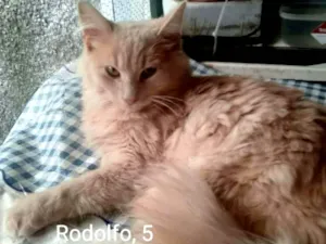 Gato raça SRD idade 2 a 6 meses nome Rodolfo