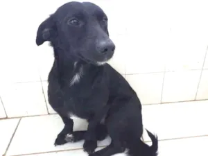 Cachorro raça SRD-ViraLata idade 2 anos nome Supino