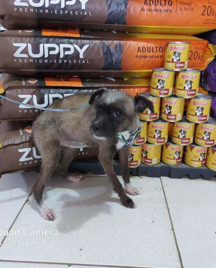 Cachorro ra a srd idade 3 anos nome Fumacinha