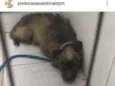 Fumacinha