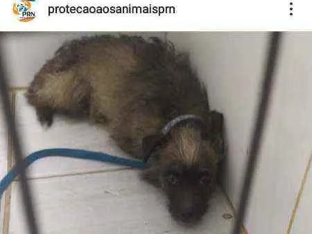 Cachorro ra a srd idade 3 anos nome Fumacinha