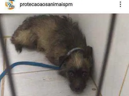 Cachorro ra a srd idade 3 anos nome Fumacinha