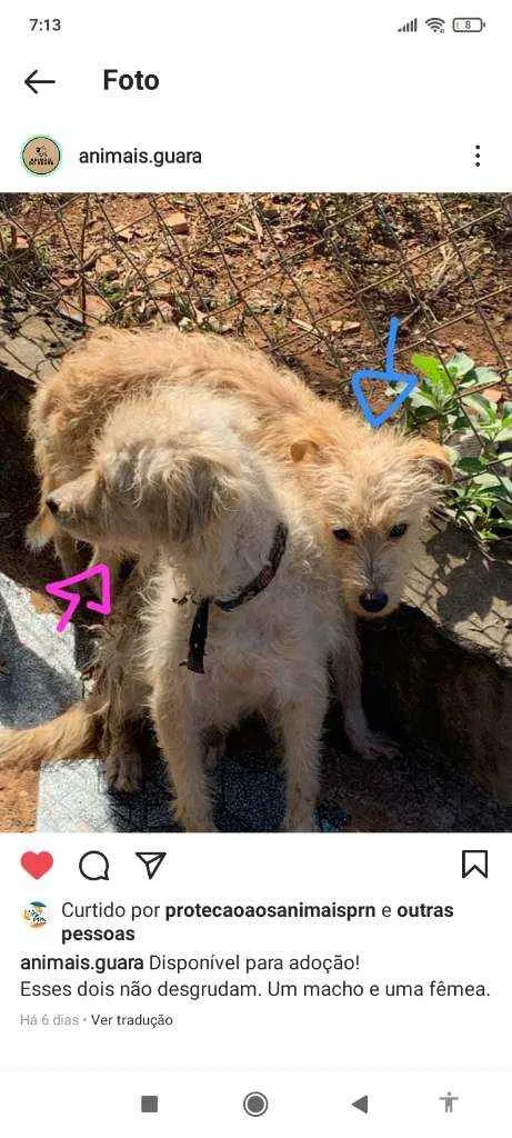 Cachorro ra a srd idade 3 anos nome Limão e Mel