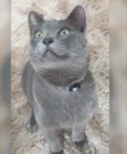 Tom 