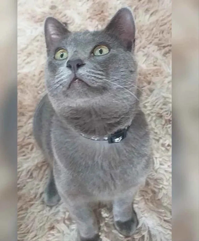 Gato ra a SRD  idade 2 a 6 meses nome Tom 