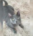 Tom 